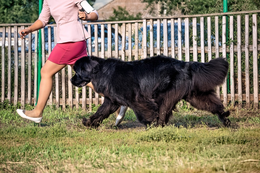 То, сколько весит ньюфаундленд, зависит от его возраста