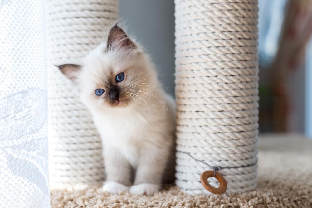 кошки, похожие на сиамскую: бирманская кошка.jpg кошки, похожие на сиамскую: бирманская кошка.jpg