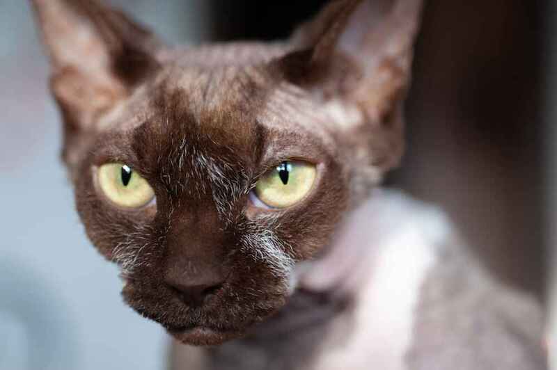 Вес канадского сфинкса может снижаться из-за болезни