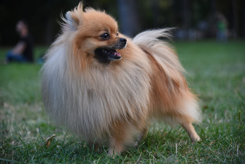 Померанские шпицы отличаются активностью