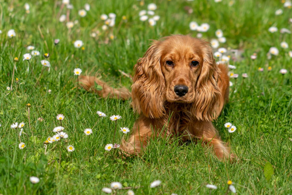 Кокер-спаниели имеют характерные болезни