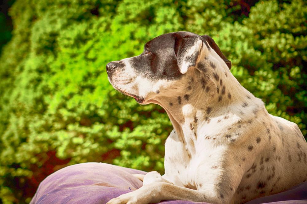 Здоровье и болезни американского бандога