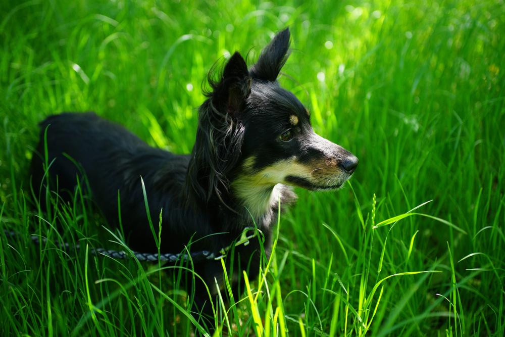здоровье и вакцинация ланкаширского хилера