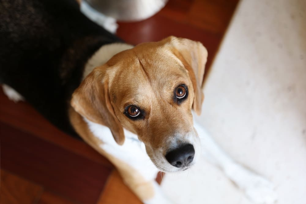 Вес бигля нужно держать в норме