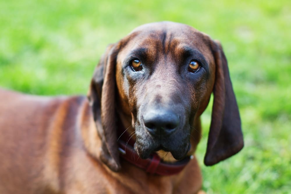 Баварские горные гончие хорошо ладят с другими собаками