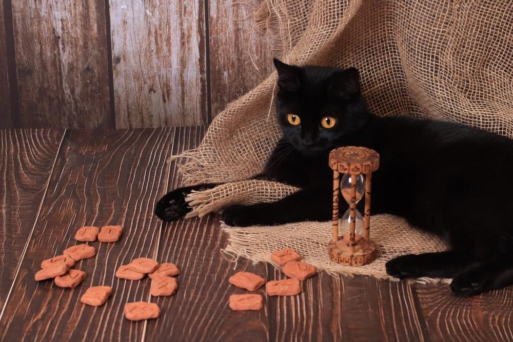 Все об истории кошек: про происхождение и генетику Все об истории кошек: про происхождение и генетику