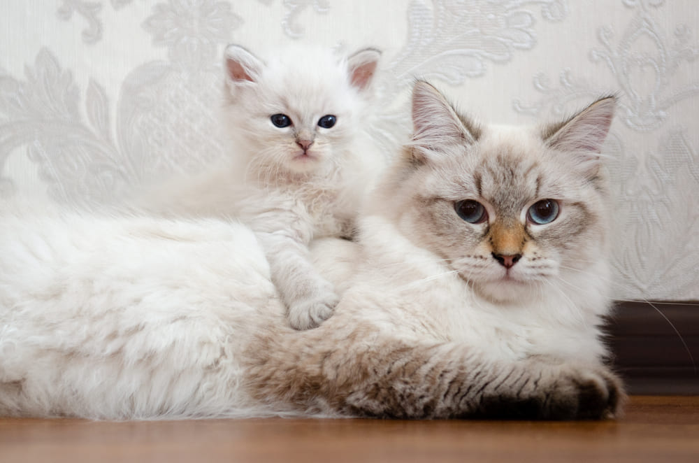 Владелец в силах повлиять на то, сколько проживет его невская маскарадная кошка