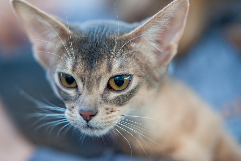 Редкие признанные окрасы абиссинских кошек: серебристо-голубой
