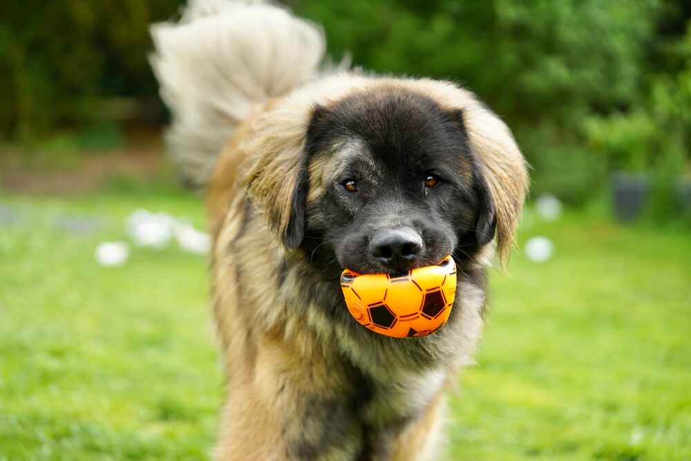 Леонбергер нуждается в обработках