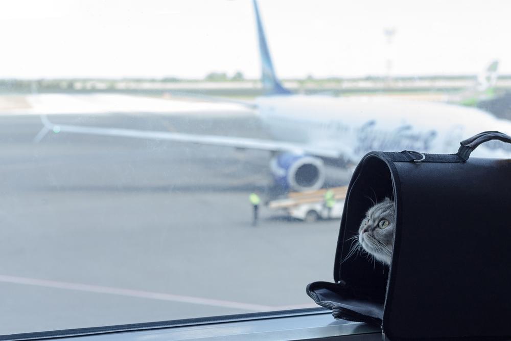 Документы и справки для авиаперелета с кошкой Документы и справки для авиаперелета с кошкой
