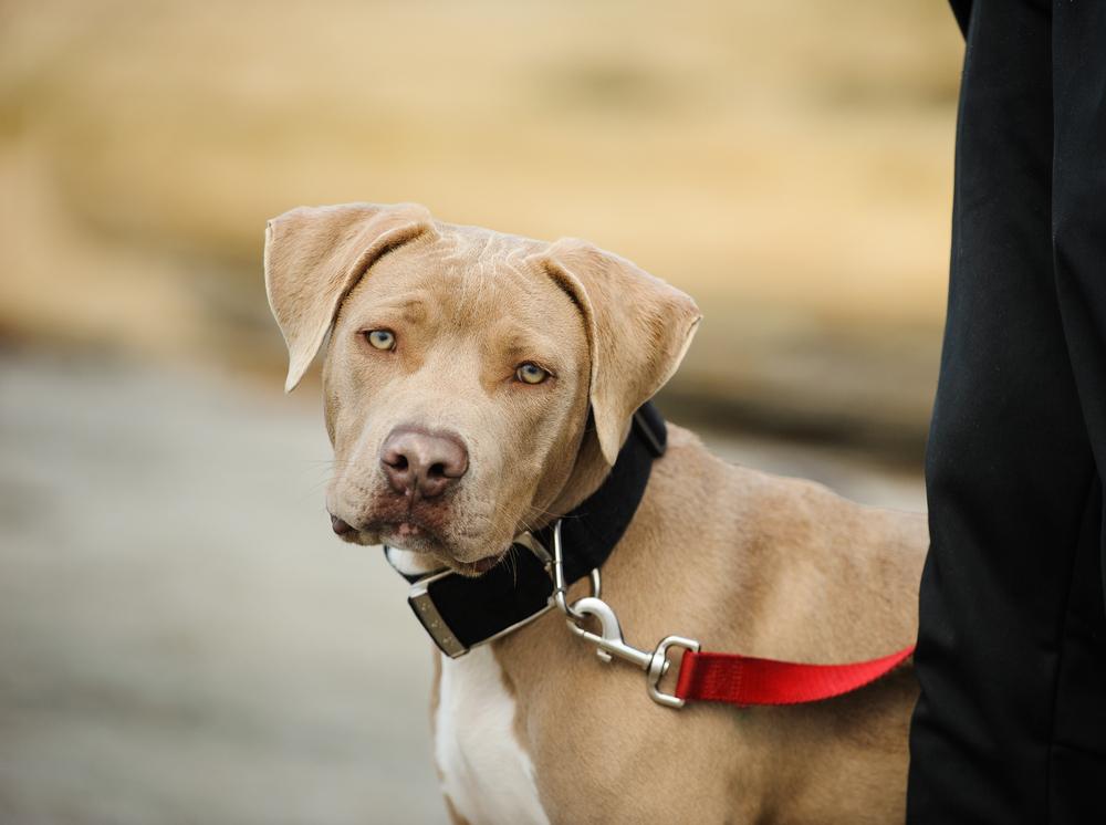 Питбуль и амстафф неприхотливы в содержании