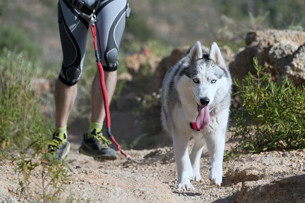 Соревнования по каникроссу с собакой Соревнования по каникроссу с собакой