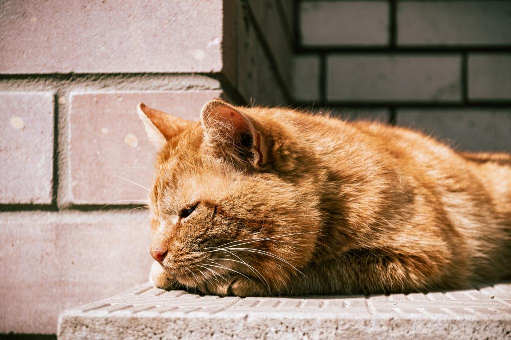 Виды почечной недостаточности у кошек