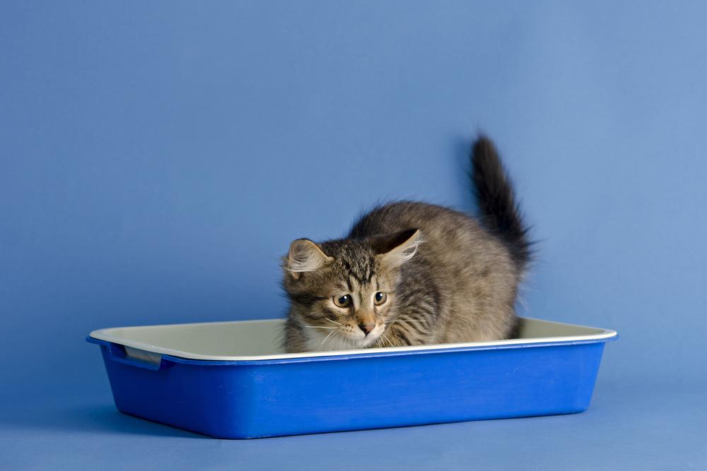 Как отучить котенка или кота лежать в лотке