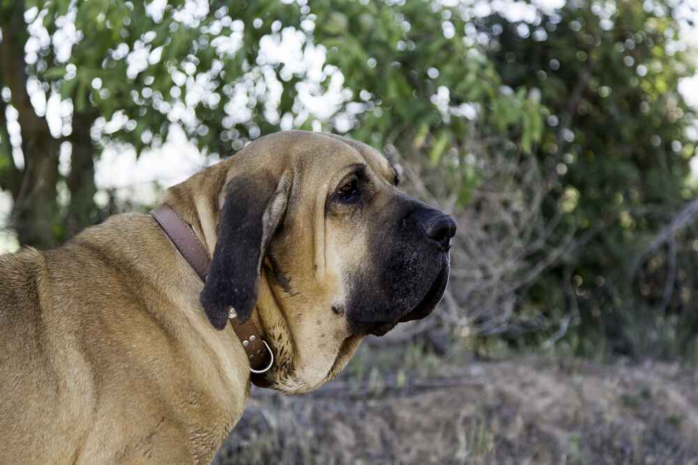 Бразильский фила имеет склонность к доминированию