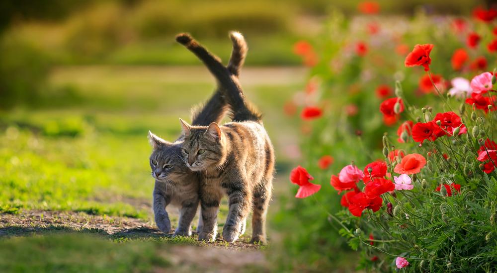 Особенности полового созревания у котов