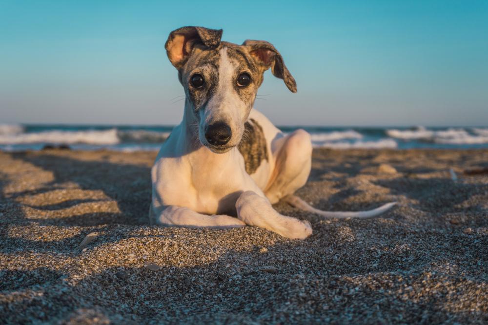 Советы по выбору щенка испанского гальго