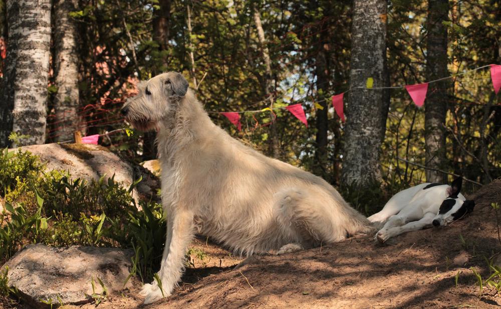 Собаки с длинной мордой из группы борзых: ирландский волкодав