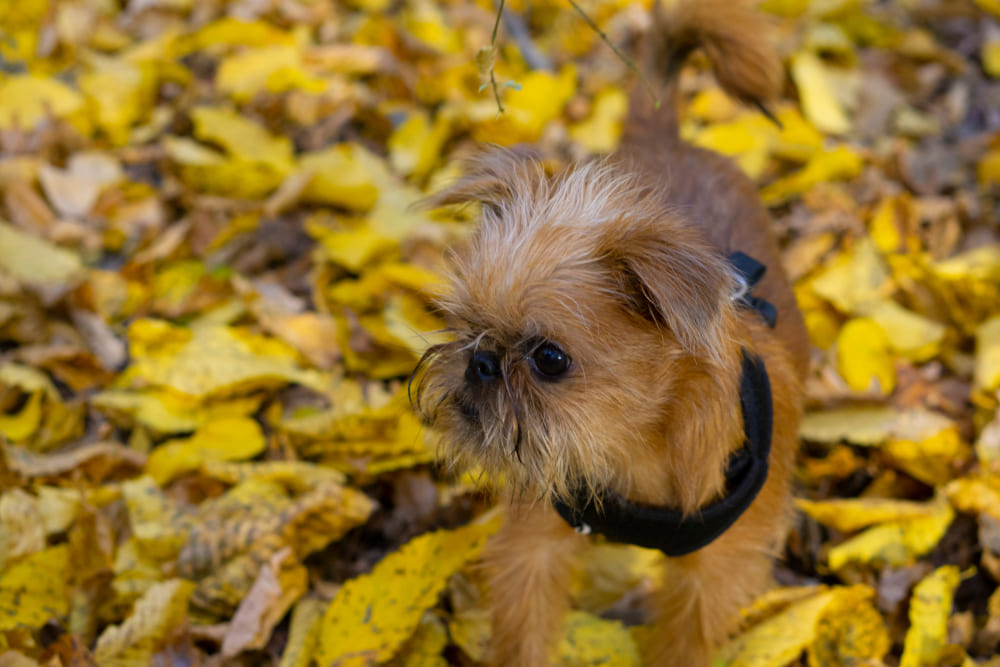 Порода собак гриффон