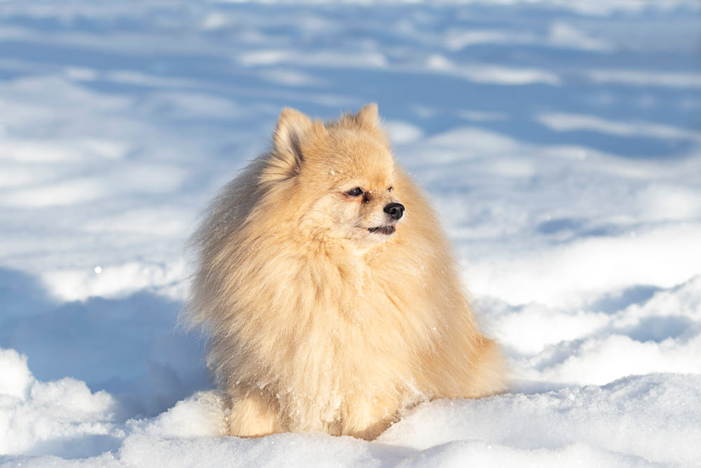 То, сколько весит померанский шпиц, зависит от питания