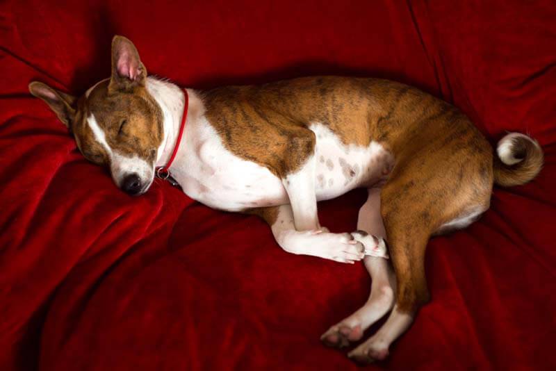Полосатые породы собак: басенджи