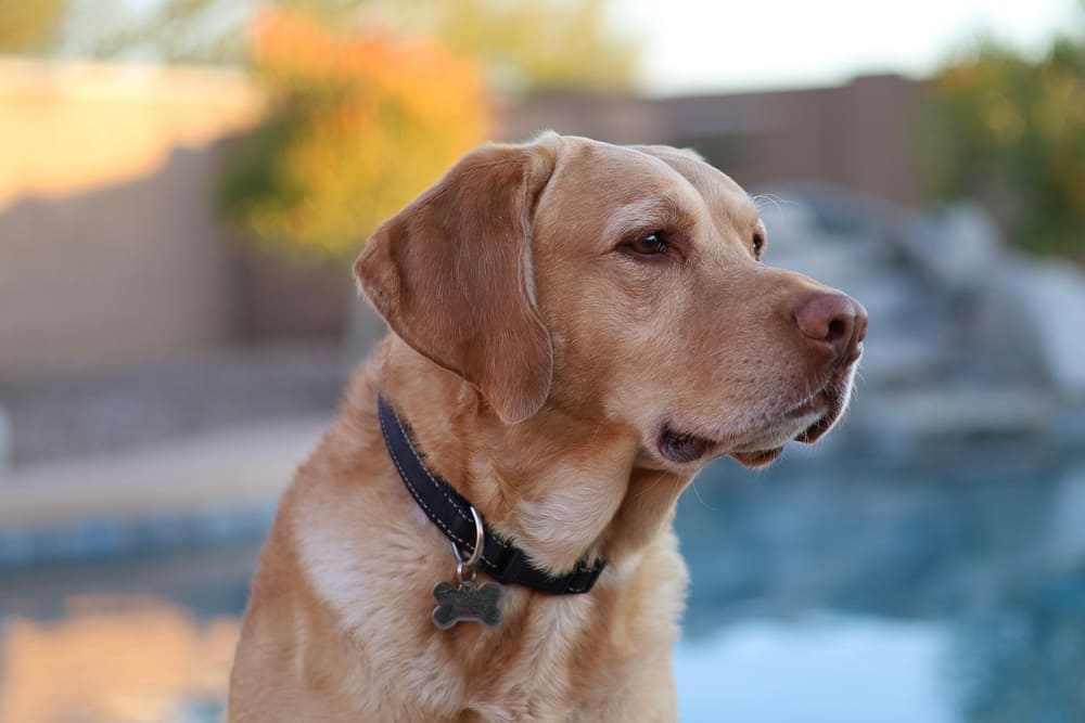 Владельцу важно знать, сколько по времени длится беременность у лабрадора