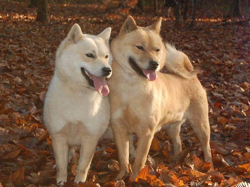 Характер собаки хоккайдо