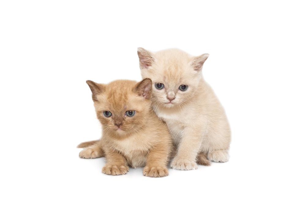 Окрасы европейской бурманской кошки: красный и кремовый окрасы Окрасы европейской бурманской кошки: красный и кремовый окрасы