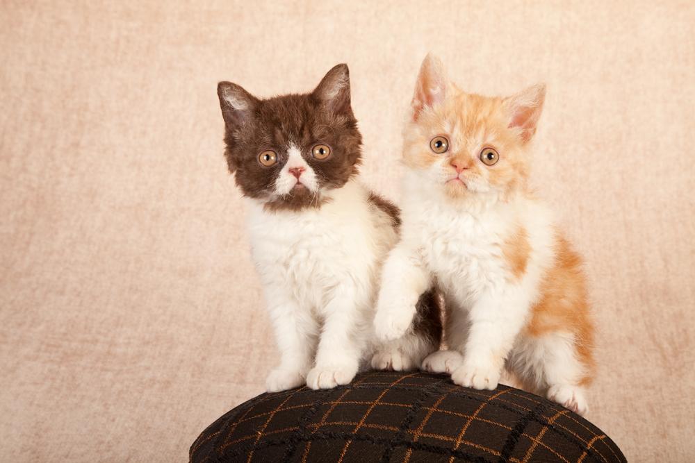 Особенности кормления селкирк-рекса