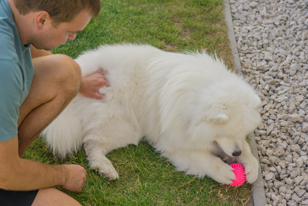 Питание самоеда должно быть сбалансированным