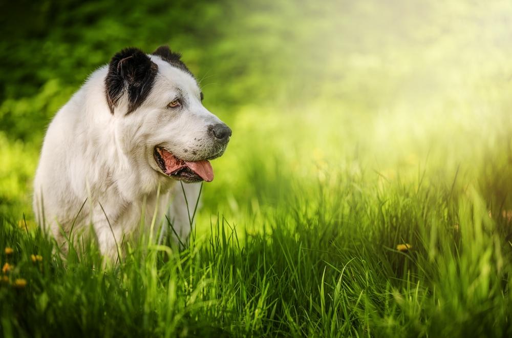 Правильно воспитанный алабай не будет злым