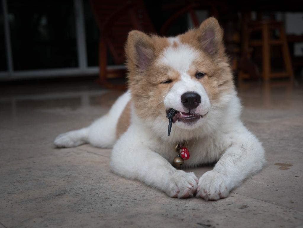 Особенности кормления тайского бангку