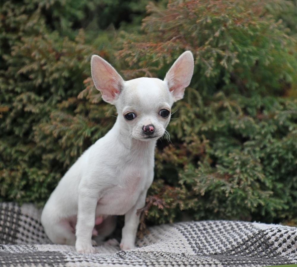 Советы по выбору щенка чихуахуа типа дир