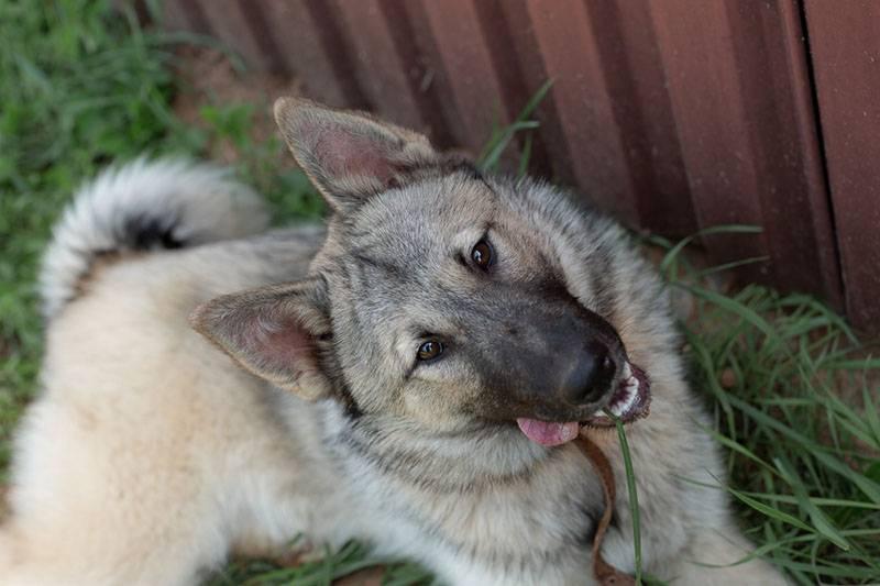 Породы собак, похожие на хаски: западносибирская лайка Породы собак, похожие на хаски: западносибирская лайка