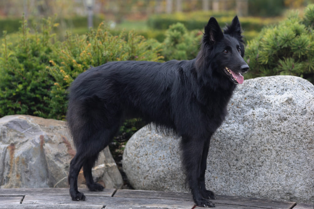 Важно контролировать, сколько весит грюнендаль