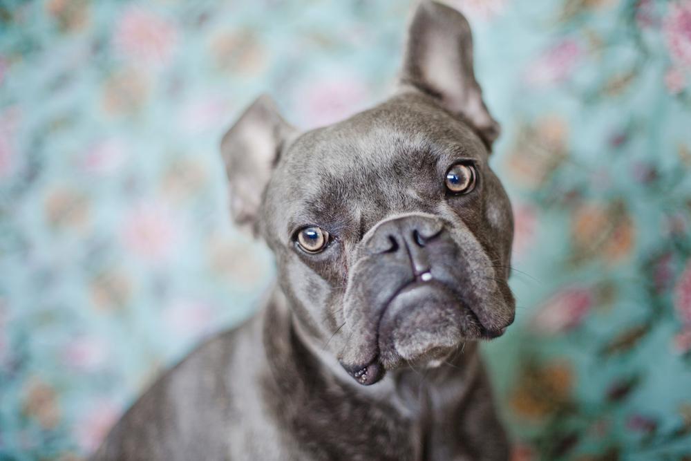 Глаза голубого бульдога