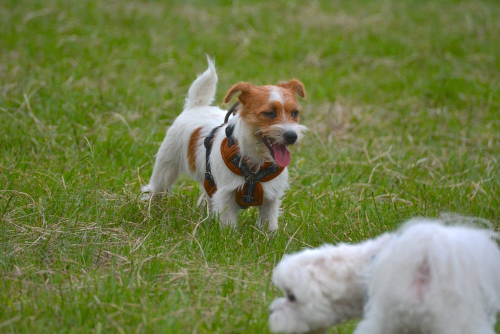 Владельцу важно знать, сколько длится течка у джек-рассел-терьера