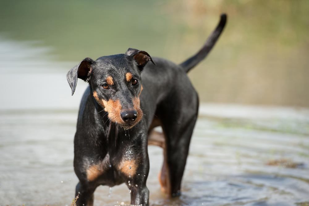 Содержание немецкого пинчера 