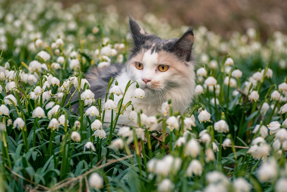 Уход влияет на то, сколько может прожить мейн-кун