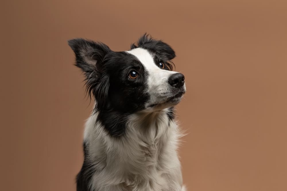 Бордер-колли имеет высокий интеллект