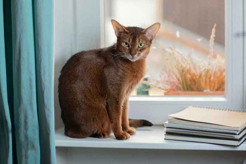 Вес абиссинской кошки стабилизируется в 1,5 года