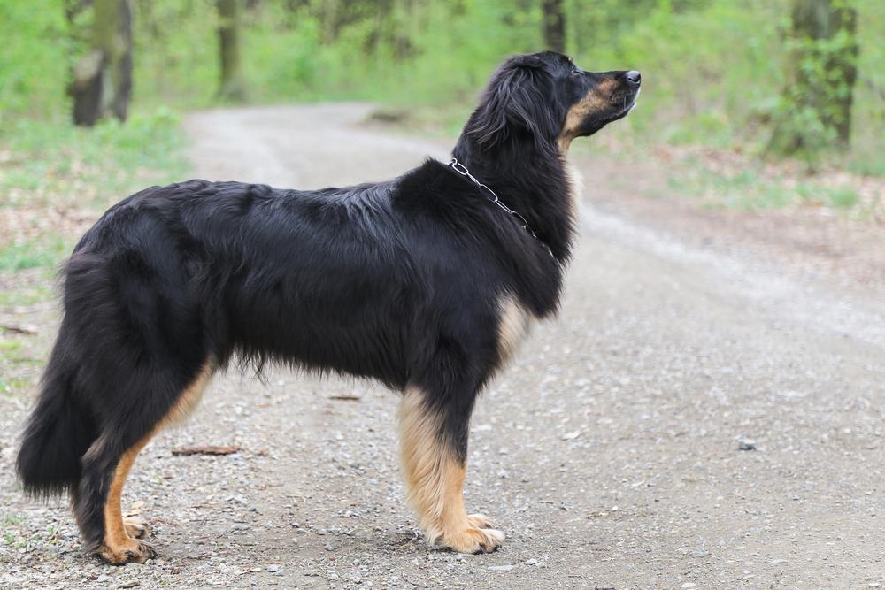 Внешность ховаварта