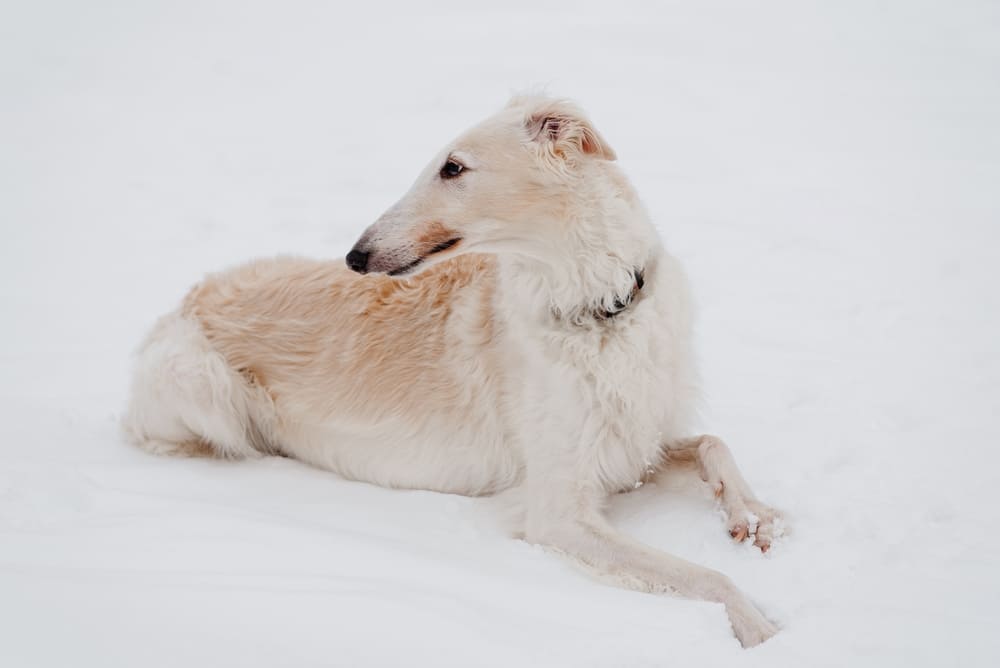 Приобретать псовую борзую лучше у проверенного заводчика