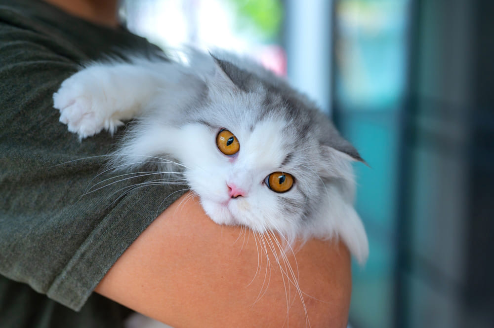 Продолжительность жизни персидской кошки зависит от ряда факторов