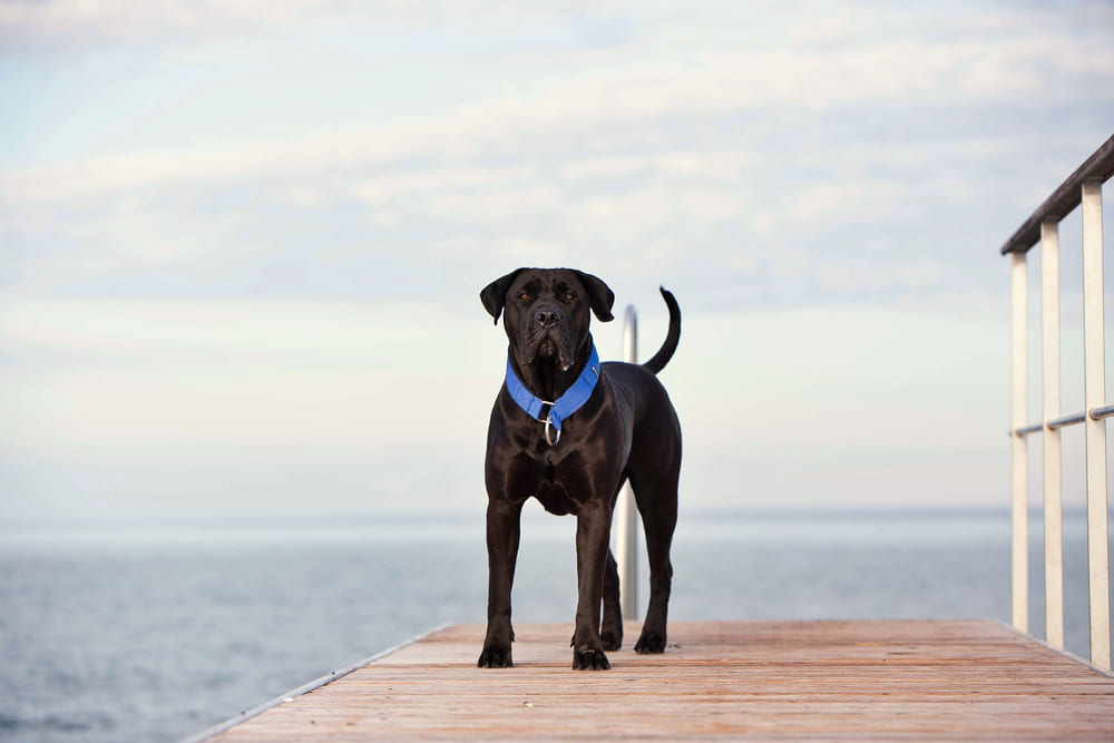 К вязке канарских догов допускают после взросления