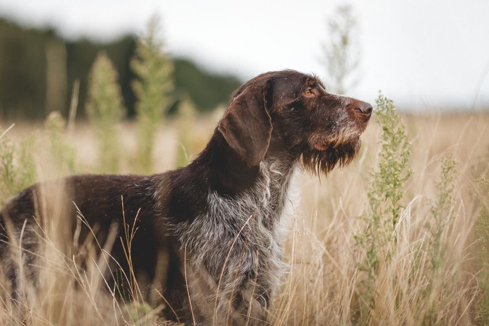 выгул дратхаара