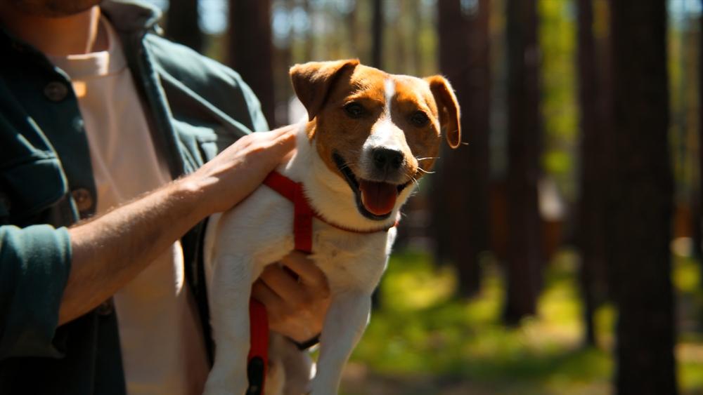 Корм для щенков джек-рассел-терьера Корм для щенков джек-рассел-терьера
