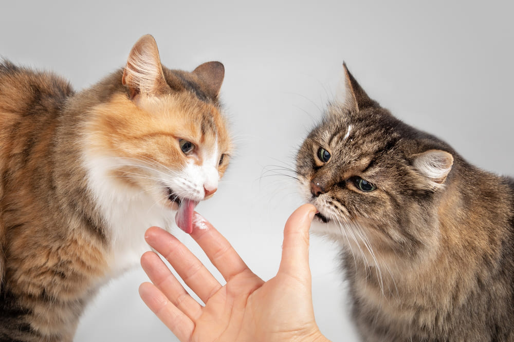 Кошкам можно кефир, но только свежий