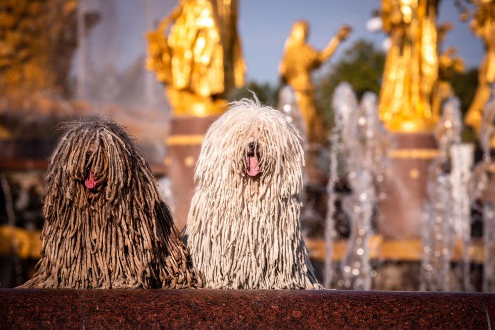 Венгерская овчарка пули является хорошим пастухом