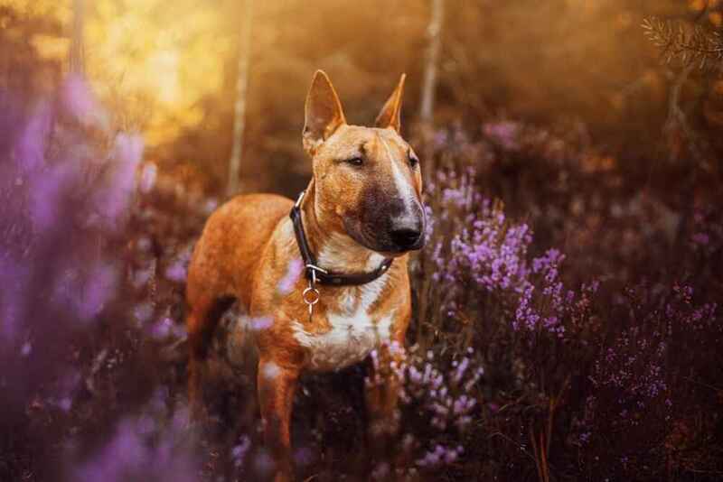 Как относится мини-бультерьер к чужакам?